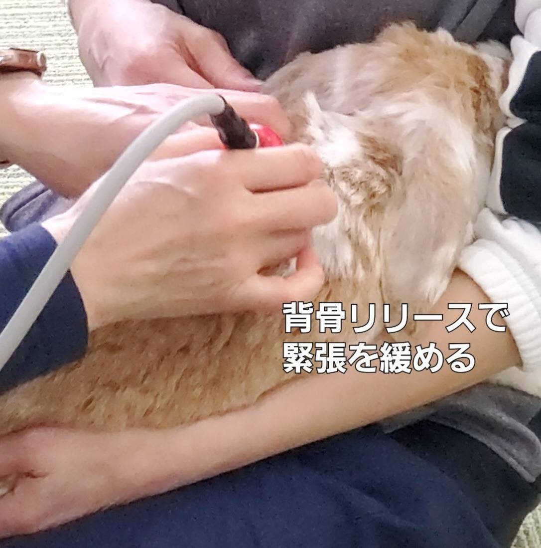 Medicell for PETs　 松戸市　美療サロンうらら